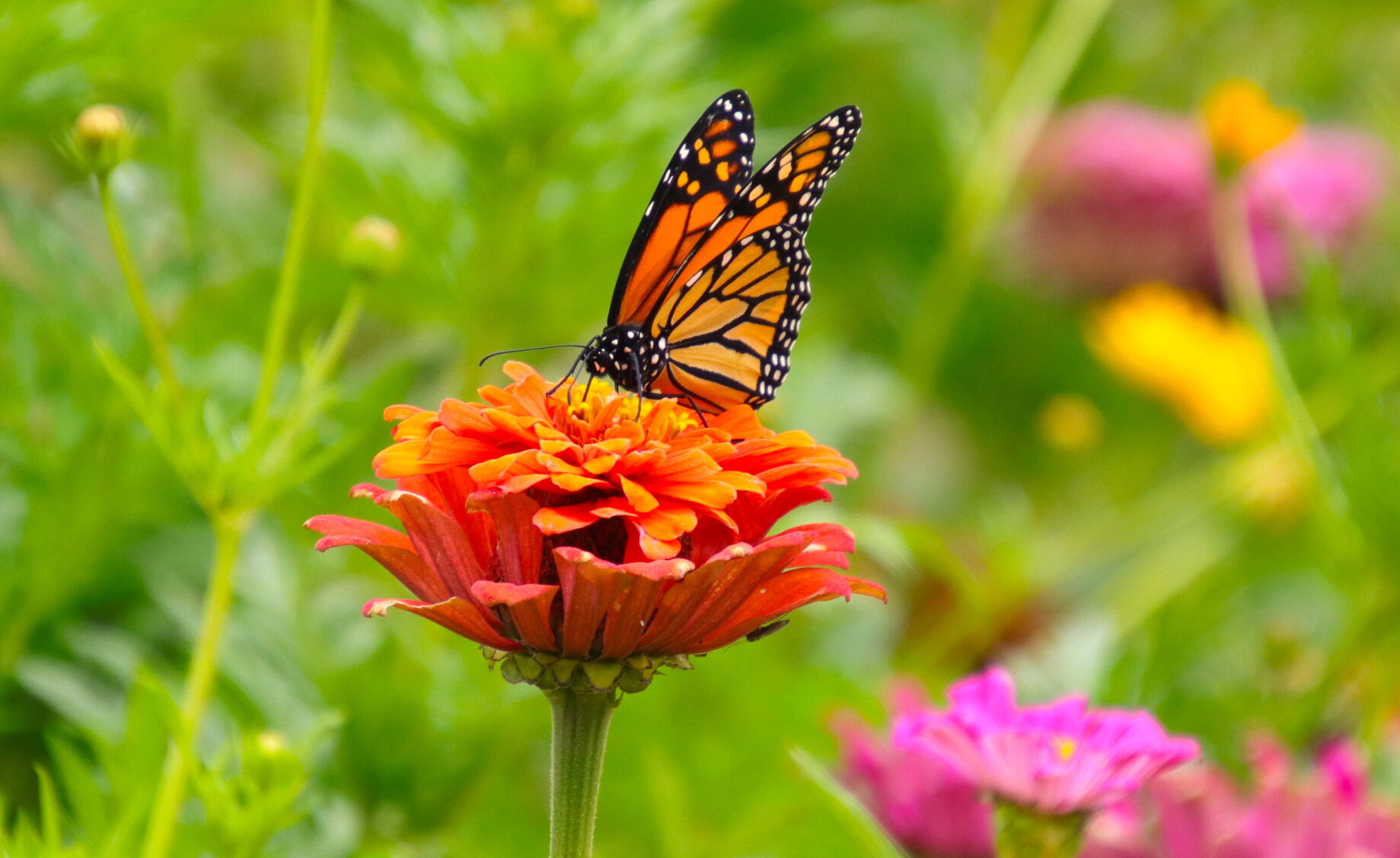 Monarch Majesty